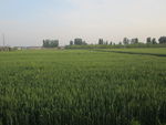 小麦苗