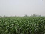 玉米地