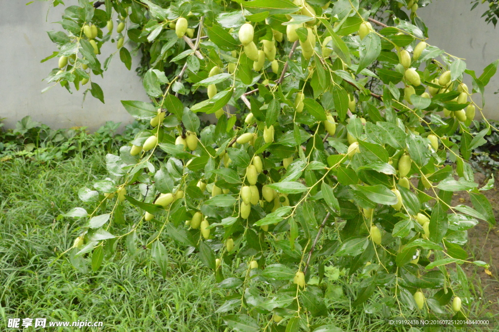 雨露青枣