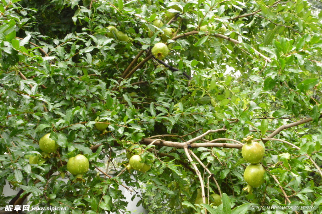 雨露青石榴