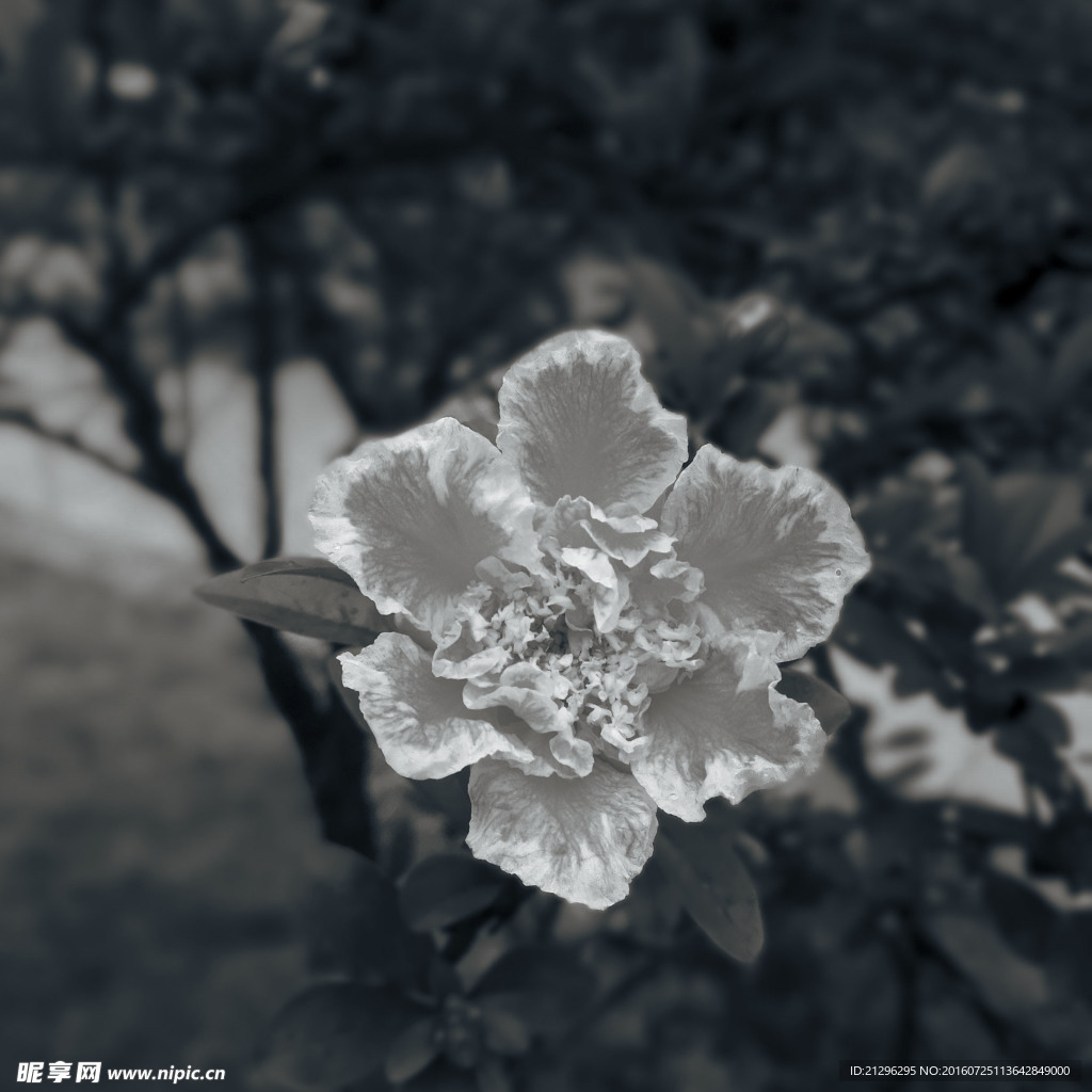 花影