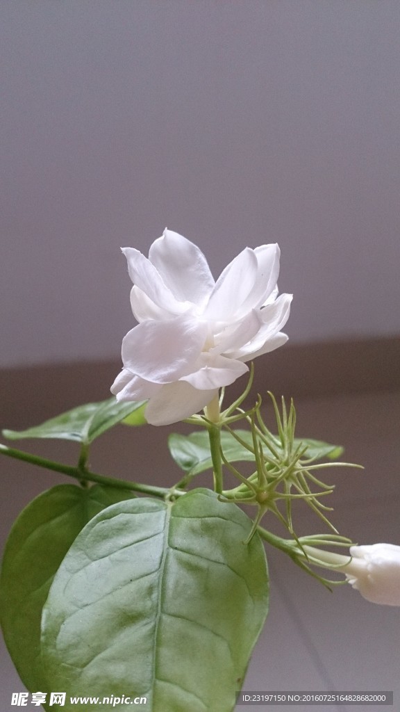 茉莉
