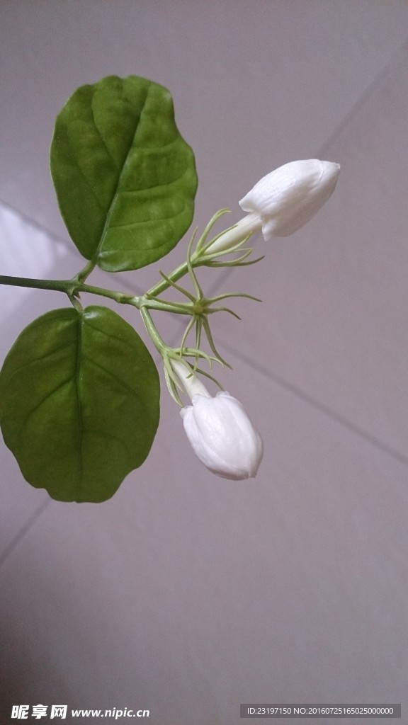 茉莉