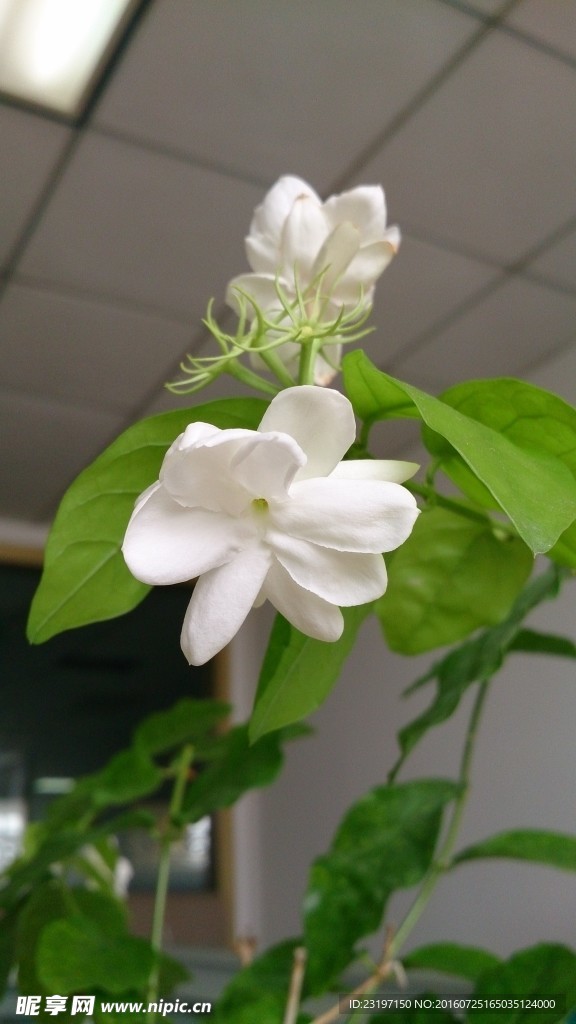 茉莉