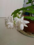 茉莉