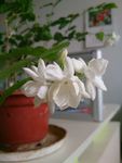 茉莉