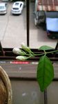 茉莉