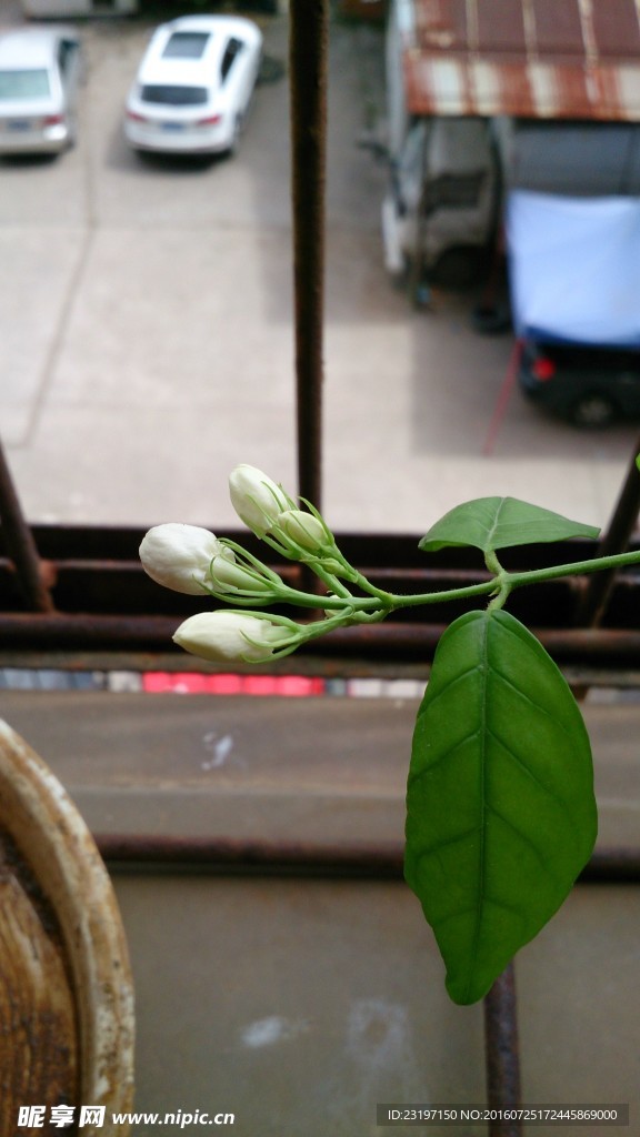 茉莉