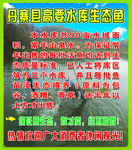 水库生态鱼