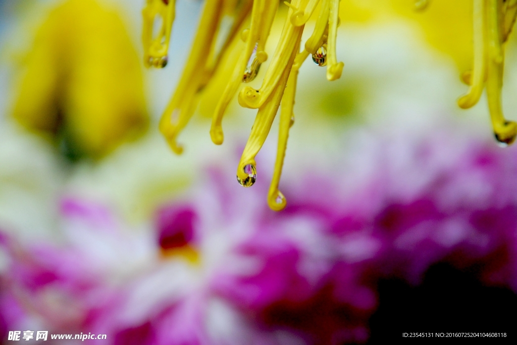 雨中菊