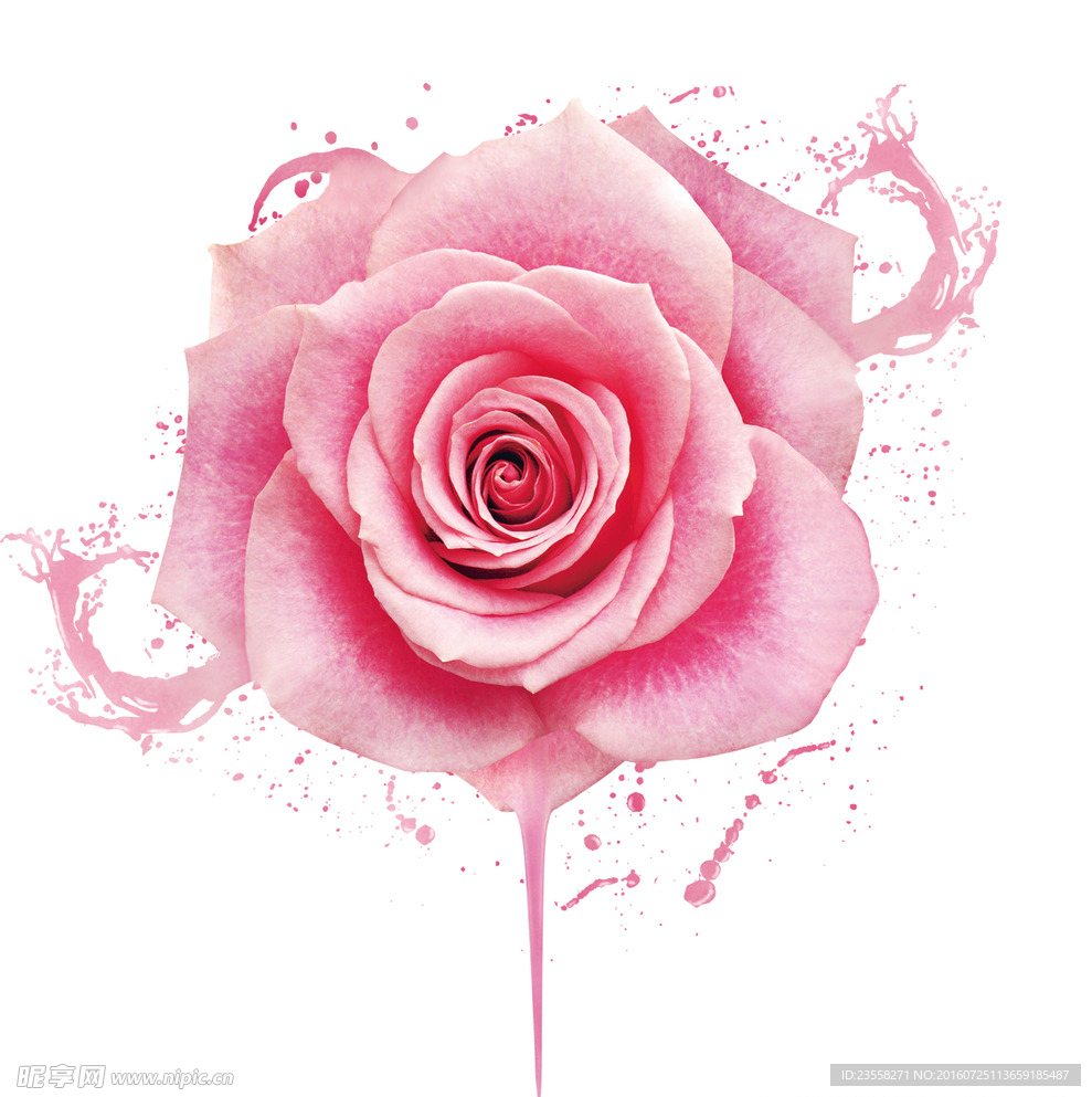玫瑰花