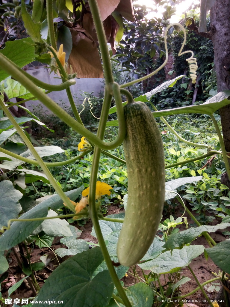 黄瓜