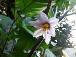 茄子花