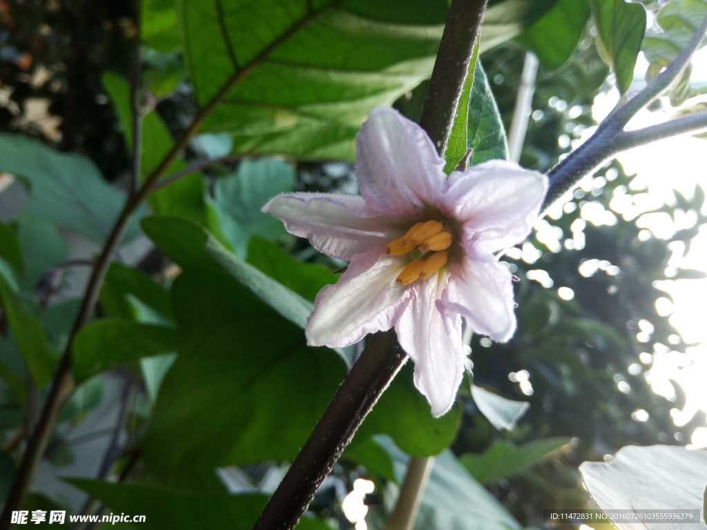 茄子花