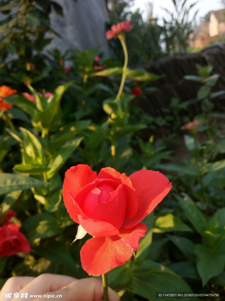 玫瑰花