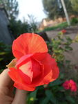 玫瑰花