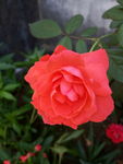 玫瑰花