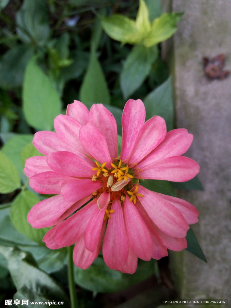 孔雀草