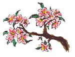 桃花树
