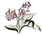 兰花