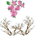 白色花朵树木 粉色花朵