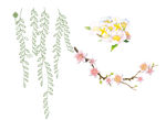 树藤 梅花 鲜花花朵