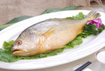 野生大黄鱼