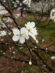 梨花  李花