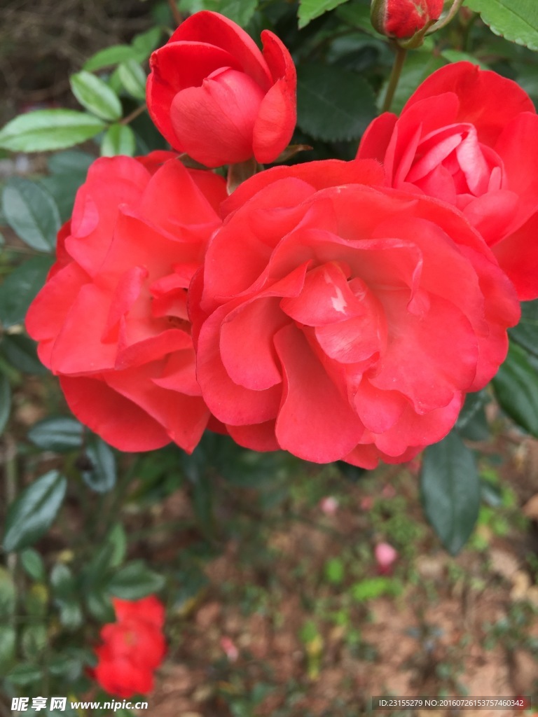月瑰花