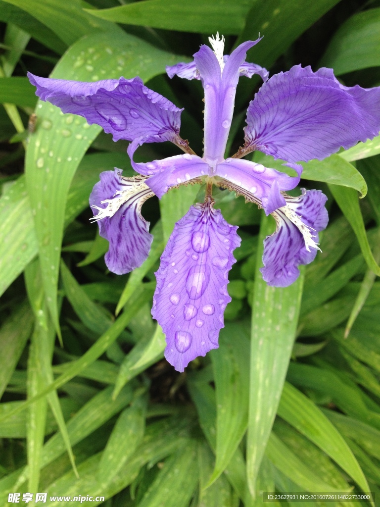 露水兰花