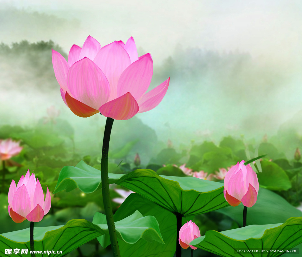 荷花