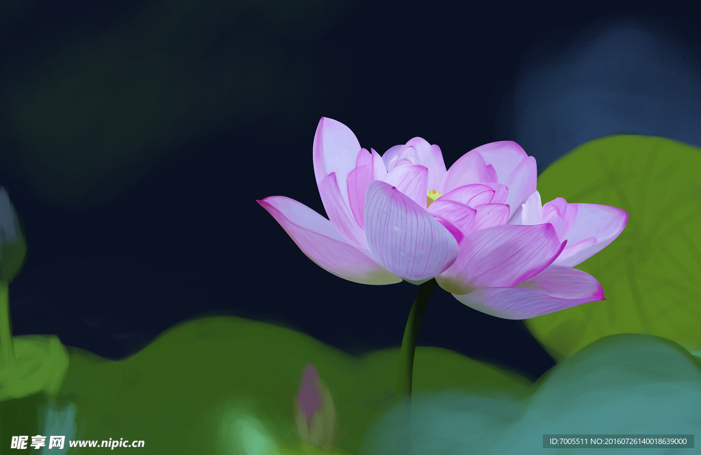 荷花