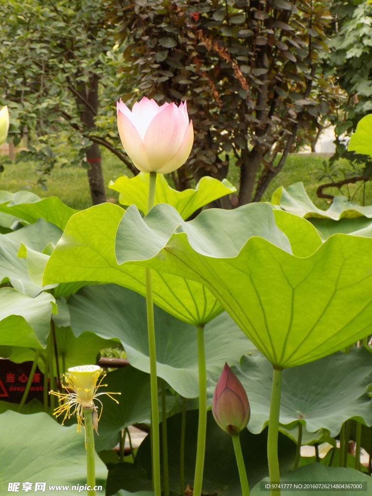 荷花