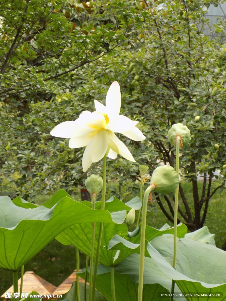 荷花