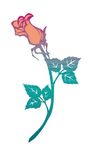 玫瑰花