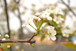 梨花