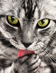 猫咪