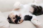 猫咪