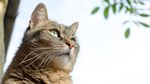 猫咪