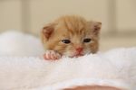 猫咪