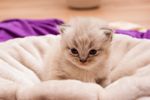 猫咪