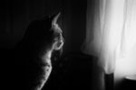猫咪
