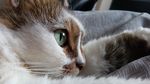 猫咪
