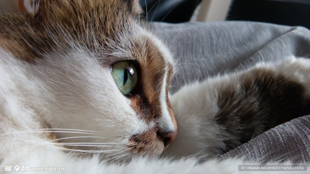 猫咪