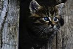 猫咪