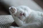 猫咪