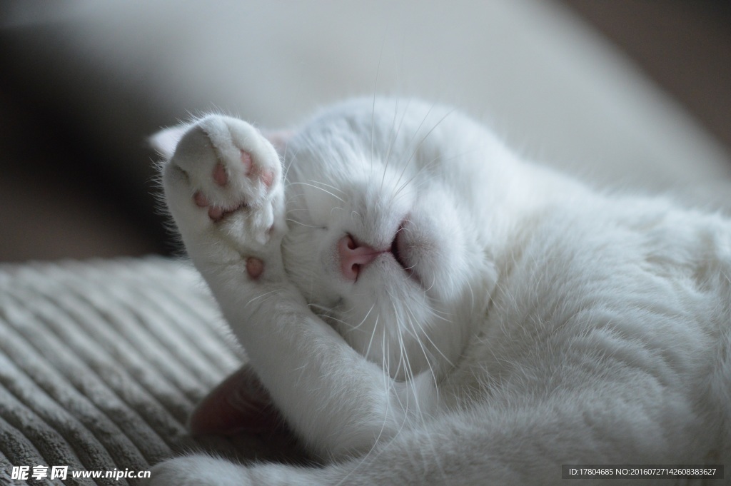 猫咪