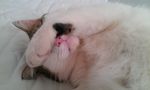 猫咪