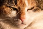猫咪