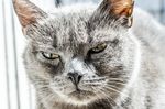 猫咪